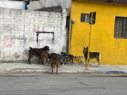 Monclova sigue presentando gran sobrepoblación de perros callejeros