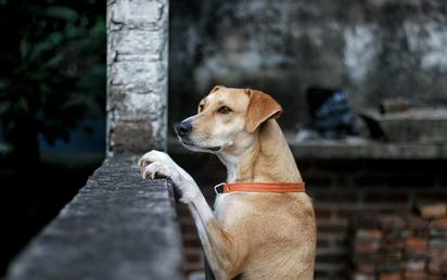 Santa: La perrita que busca un hogar lleno de amor esta Navidad