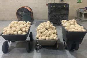 Confiscan 7.5 millones de dólares de metanfetaminas en sur de Texas