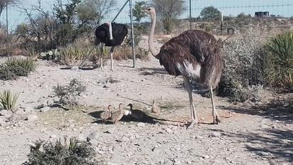 La única pareja de avestruces en el zoológico acaban de ser 'papás' de siete crías