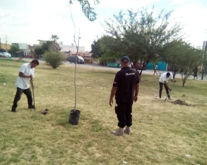 Cumplen horas de arresto con acciones de reforestación en espacios públicos de Torreón