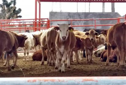 Ganaderos: Aún no se puede exportar ganado, pero se avanza