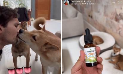Memo Aponte rompe el silencio tras ser acusado de drogar a sus perros