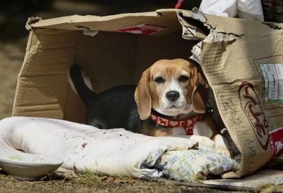 El estruendo navideño pone en peligro la vida de las mascotas
