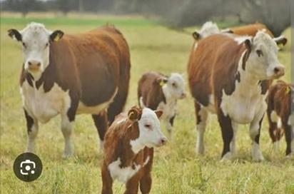 Los ganaderos deben cumplir nuevas especificaciones para exportar ganado
