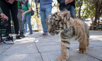 Zoológico de Culiacán presenta a cachorro de tigre de bengala