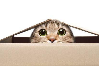 La irresistible fascinación de los gatos por las cajas de cartón: ¿Por qué sucede?
