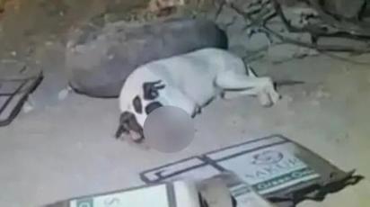 Muere perrito en Sonora luego de que niños le detonaran un cohete en el hocico