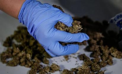 Aseguran 500 kilos de marihuana escondida en cantera en Veracruz