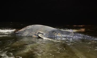 Hallan ballena de 8 metros muerta en playa de Mazatlán