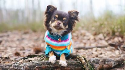 ¿Es necesario ponerle ropa a los perros en invierno? Esto dicen los expertos