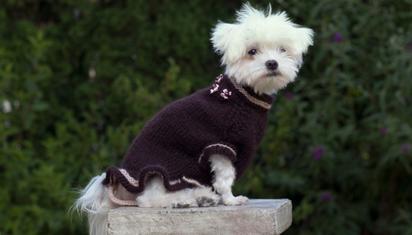 ¿Cómo escoger la talla de ropa exacta para tus mascotas?
