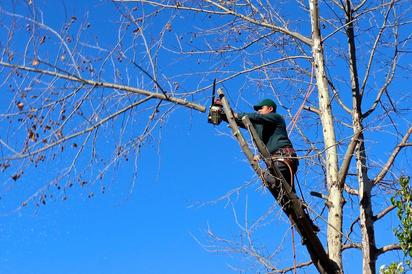 Invitan a una poda responsable para el mantenimiento de los árboles