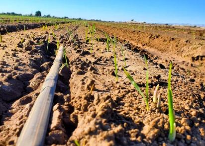 Los 5 cultivos de Coahuila en riesgo por el frío