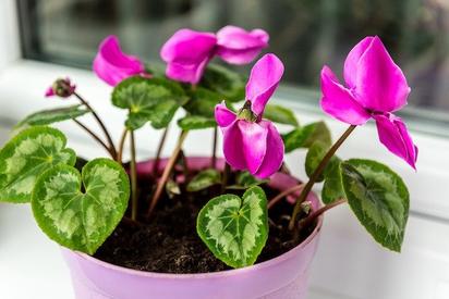 Evita que tus plantas se sequen en este próximo frente frío