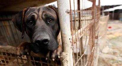 Histórica multa por maltrato animal en Piedras Negras