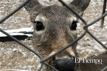Animalitos del Ecoparque enfrentan la onda gélida