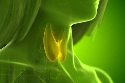 No se ha observado ninguna relación entre el uso de GLP-1 AR y el cáncer de tiroides