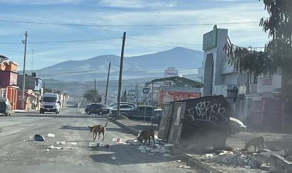 Perros callejeros dispersan basura en colonias del sur de Monclova