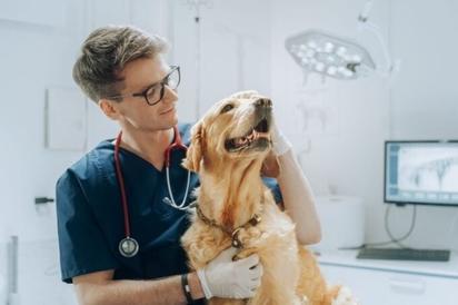 Un veterinario especializado indica el error común que comentemos y genera “ansiedad”