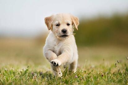 ¿Por qué algunos perros comen popó? 5 razones que te sorprenderán