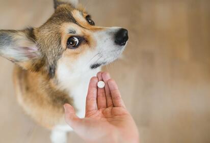 ¿Qué sucede si le das omeprazol a tu perro? ¡Descúbrelo antes de hacerlo!