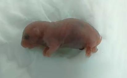 Nace ratón con dos padres machos: un avance que desafía límites de la biotecnología