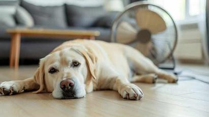 Los perros también pueden perder el sueño por el estrés, según un estudio