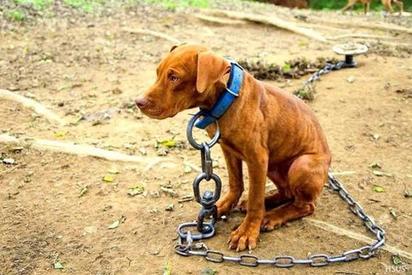 En marcha sanciones por maltrato animal en Torreón