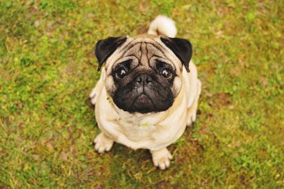 ¡Cuidado! Estas señales pueden indicar problemas respiratorios en tu Pug