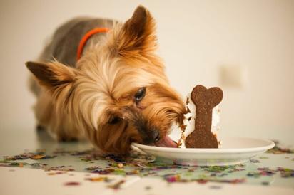 4 ideas de postres saludables para tus mascotas