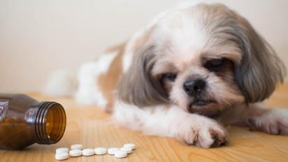 Medicamentos comunes que pueden ser una amenaza para tu perro