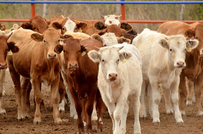 Chihuahua reinicia exportación de ganado, cruzan 500 cabezas de ganado