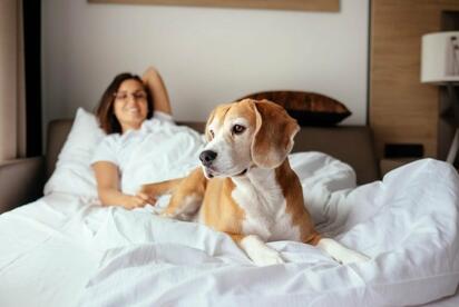 ¿Es bueno dormir con tu mascota? Descubre las ventajas y desventajas