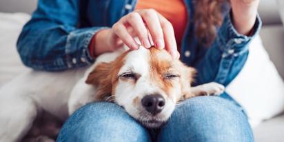 ¿Hasta qué edad puede contraer parvovirus un perro? Esto es lo que debes saber