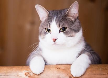 ¿Tu gato tiene pulgas? Aquí te contamos cómo detectarlas y tratarlas