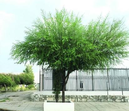 Medio Ambiente invita a la ciudadanía a sumarse al uso responsable de especies arbóreas en Torreón