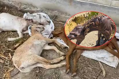 El 'Chupacabras' reaparece en Coahuila