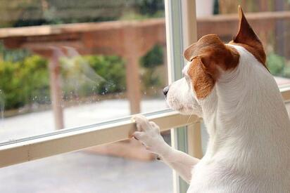 Descubre las causas comunes por las que tu perro no socializa
