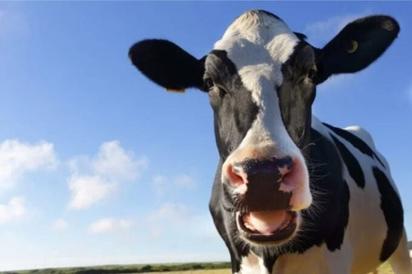 Segundo tipo de gripe aviar H5N1 pasó de las vacas a los humanos