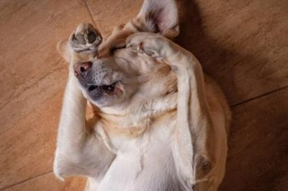 El extraño ritual de los perros de dar vueltas antes de dormir: ¿De qué se trata?