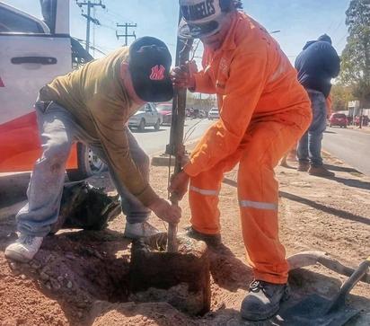 Realizan trabajos de limpieza y proceden a plantar 10 árboles mezquites 