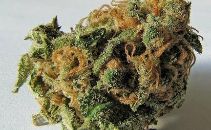 IMSS asegura que el uso frecuente de cannabis puede provocar una intoxicación aguda