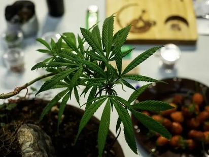 Consumo frecuente de cannabis puede afectar la salud mental: IMSS