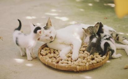 Protege a tu gato: Todo lo que debes saber sobre la leucemia felina en el Día del Gato