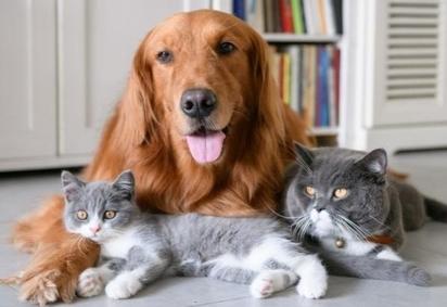 Día Mundial de Amar a tu Mascota: Celebremos y cuidemos a nuestros fieles compañeros