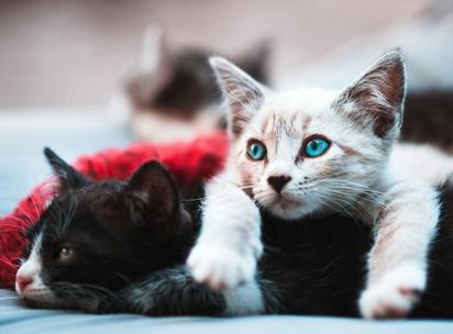 Día Internacional del Gato: Descubre porque se celebra 3 veces al año