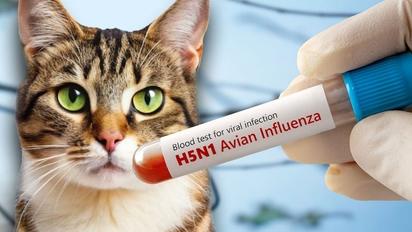 Gripe aviar ahora ataca a mascotas: Dos gatos mueren en EU y alertan por posible mutación en el virus