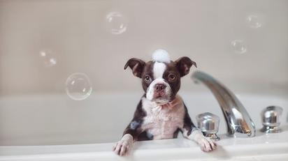 Los mejores 4 champús que puedes usar en tus perros