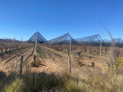 Productores de manzana en Arteaga esperan buena cosecha